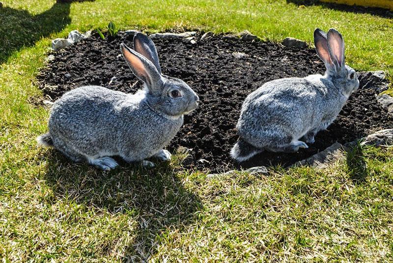 conejos chinchilla soviética en el patio