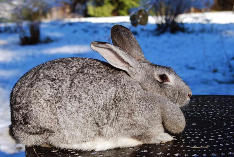 élevage de lapins de grande race