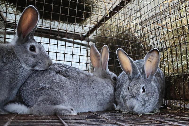 mantener conejos en jaulas