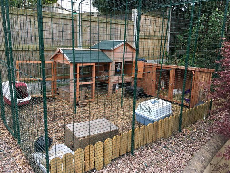 élevage de lapins chinchilla soviétique dans une volière