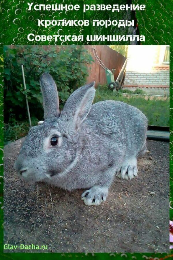 cría de conejos chinchilla soviética