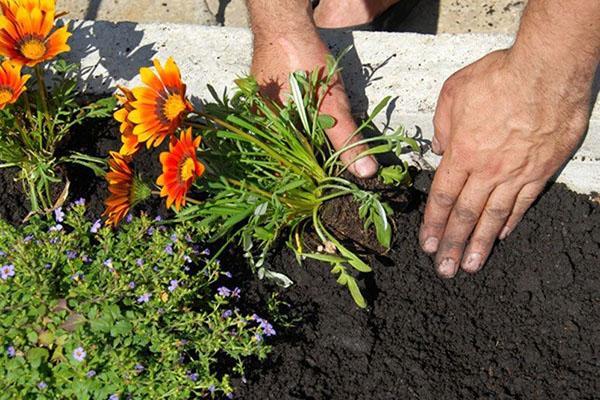 planter de l'hélénium en pleine terre