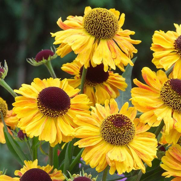 merveilleux helenium dans le jardin