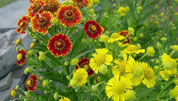 jazz d'automne helenium