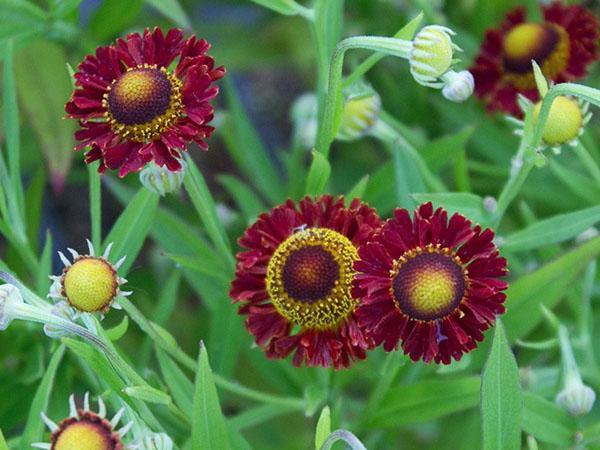 ranchero de helenium