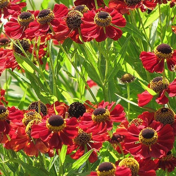 helenium rubinzwerg