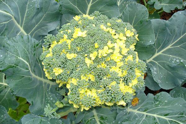 brocoli en fleurs