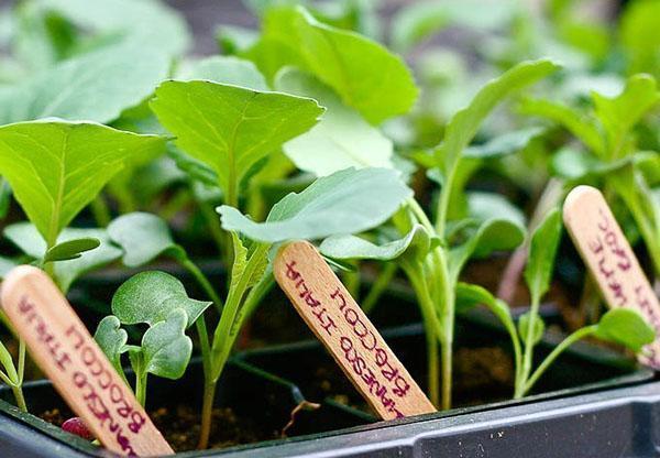 Plántulas de brócoli listas para plantar