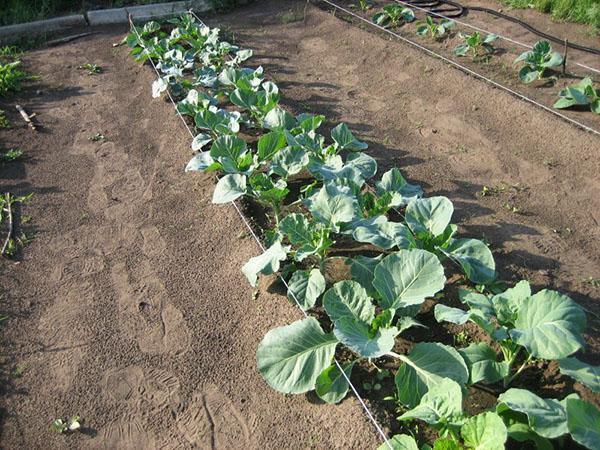 cultivo de brócoli al aire libre