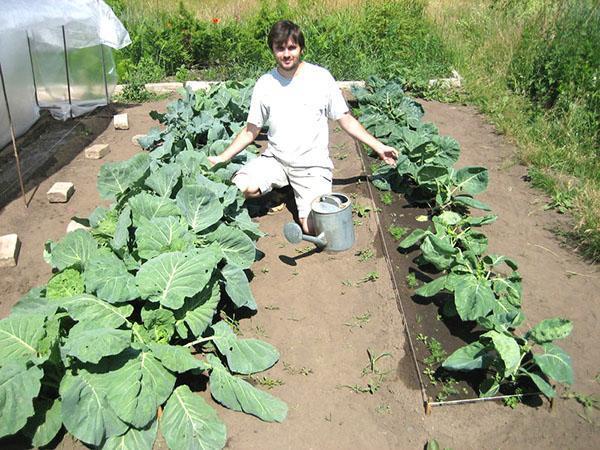 arroser le brocoli