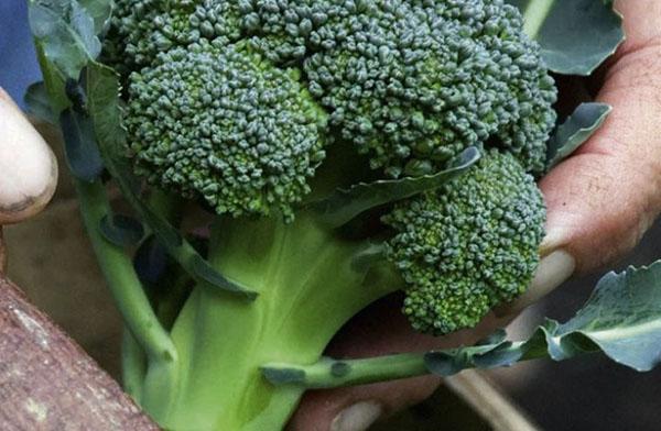 cabeza densa de brócoli