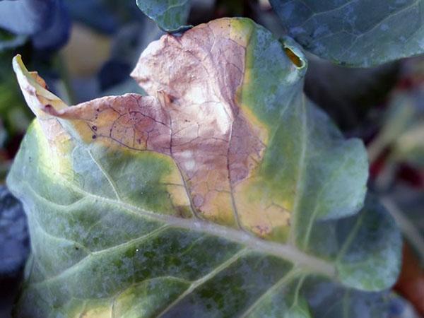 besoin de traiter le brocoli