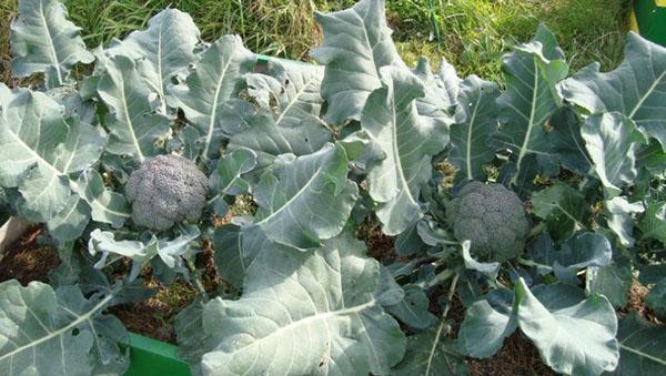 brocoli en plein champ