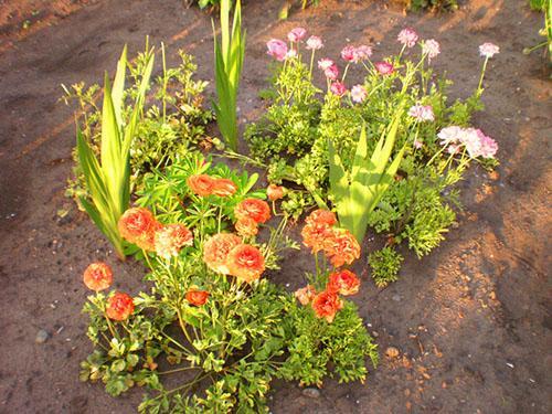 cultivo de ranúnculos en el jardín.