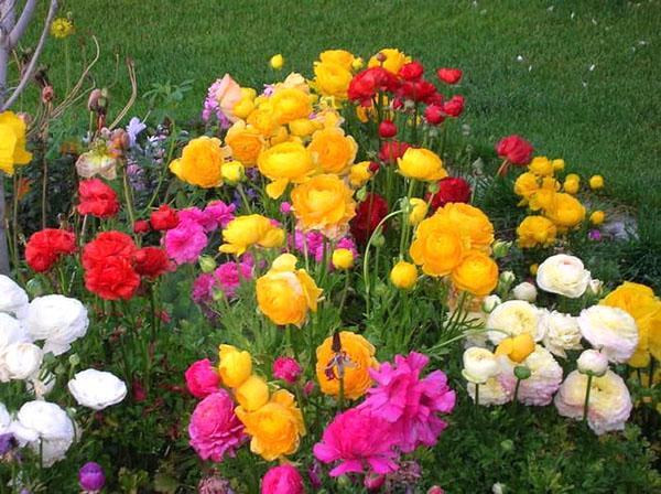 ranúnculos de jardín en crecimiento