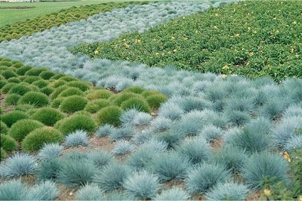 condiciones de crecimiento para festuca