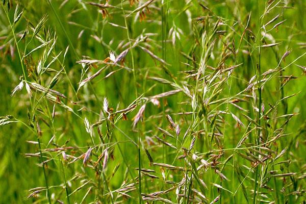 festuca roja