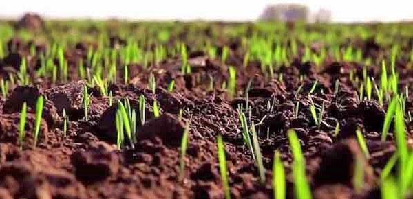 Brotes de festuca en campo abierto