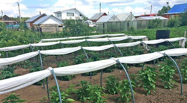 invernadero para el cultivo de hortalizas