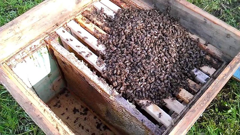 colonización de abejas en colmenas