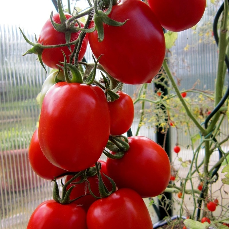 pros y contras del tomate rio fuego