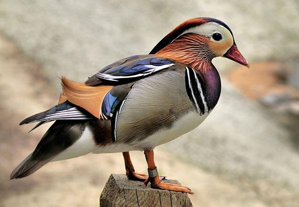 pato