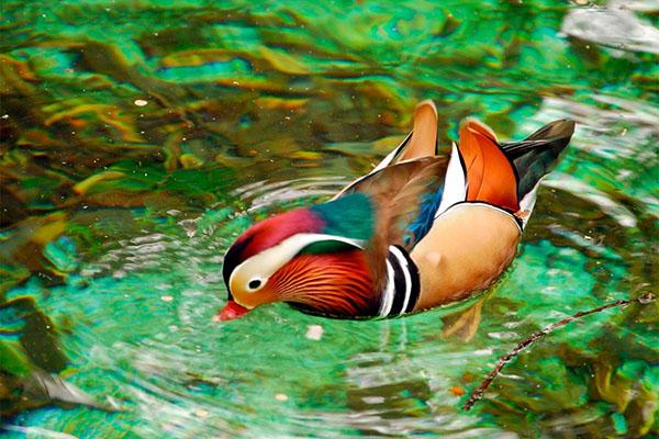 comida pato mandarín
