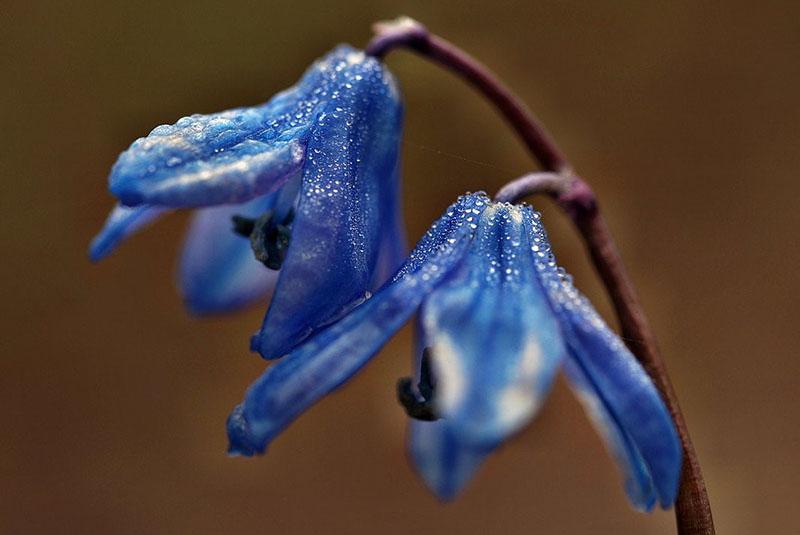 el exfoliante en forma de campana no tiene pretensiones en el cuidado