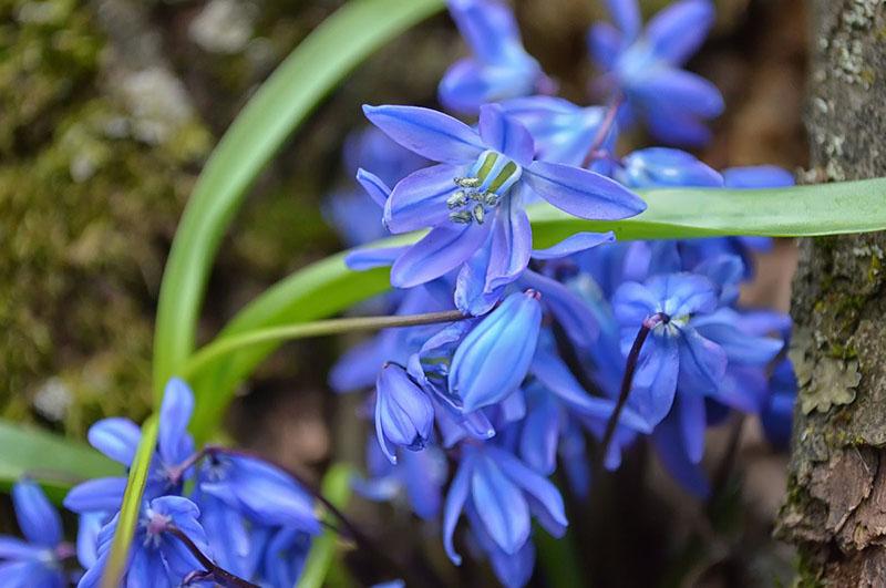 scilla sibérien