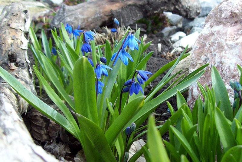 les bois fleurissent