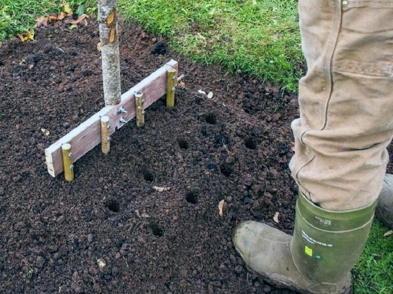 préparation de trous pour la foresterie