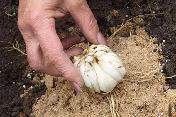 plantar bulbos de lirio