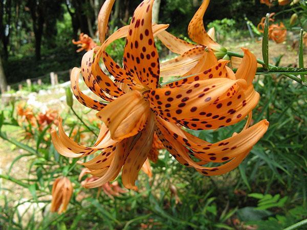 variedad Flora Pleno