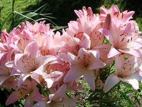 marlene lily