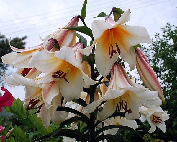 flores de lirio