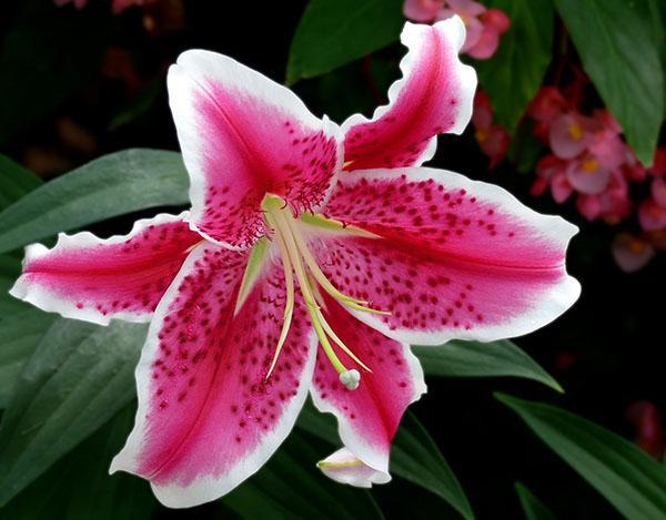 flor de lirio en forma de embudo