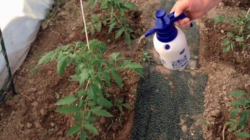 alimentación foliar de tomates con yodo