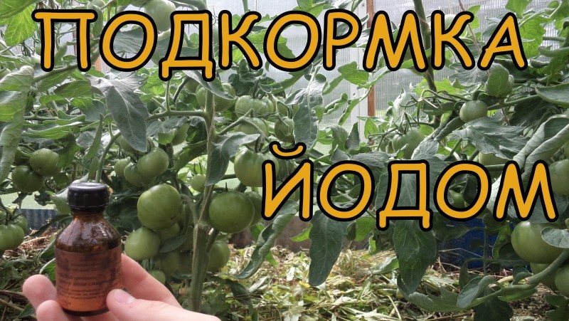 cómo alimentar tomates con yodo