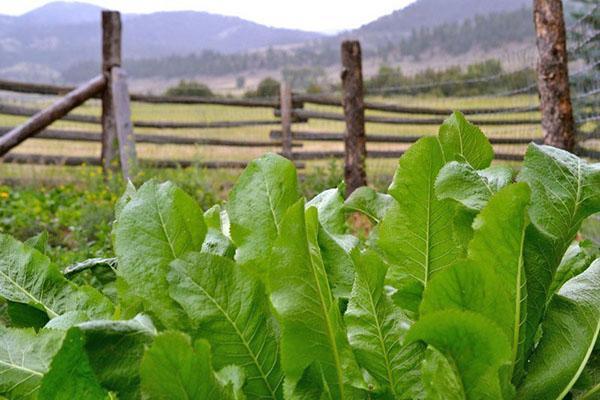 cultivo de rábano picante en el sitio