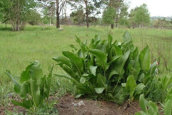 arbustos de rábano picante en primavera