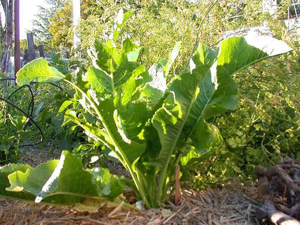 plantar y cuidar rábano picante