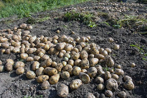 après les pommes de terre, vous pouvez planter du raifort