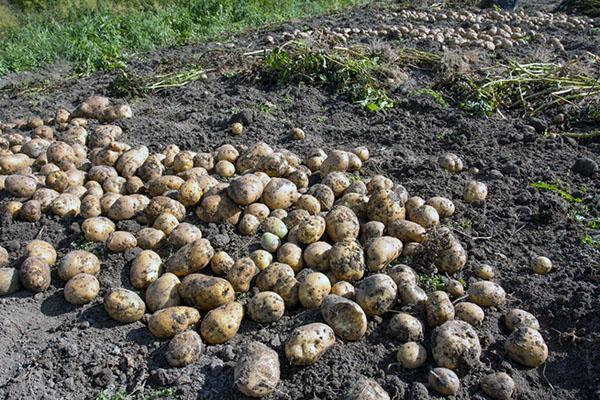 después de las papas, puedes plantar rábano picante