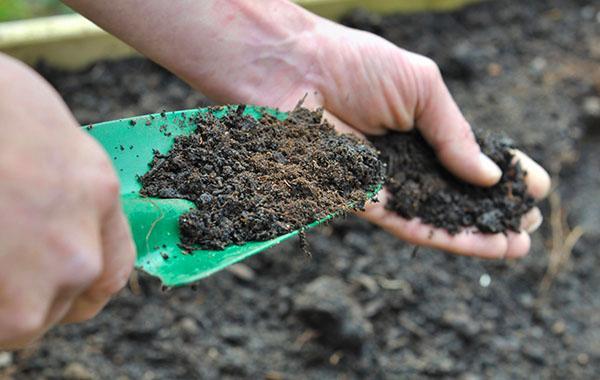 preparando el suelo para plantar rábano picante