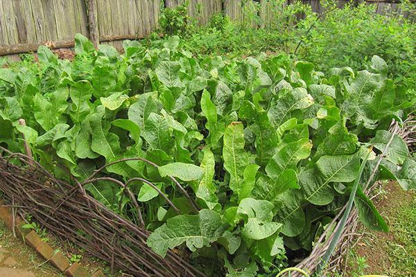 cultivo de rábano picante en el jardín