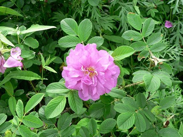 rosa mosqueta arrugada florecida
