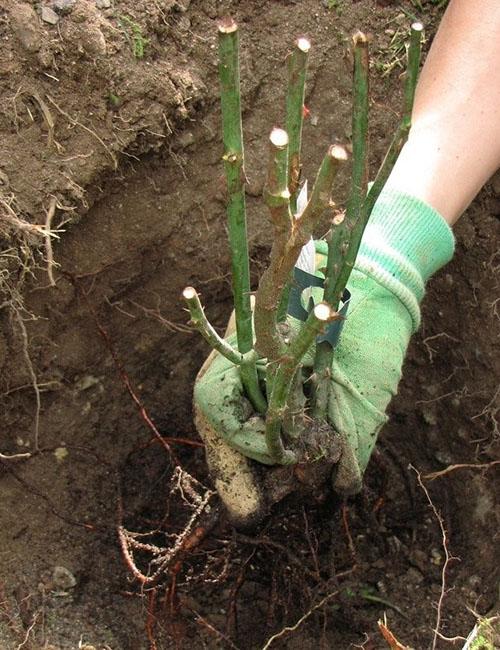 planter et prendre soin des églantiers ridés