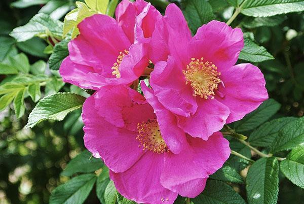 flores de rosa mosqueta