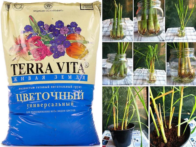 suelo para el cultivo de citronela