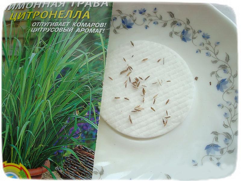 semillas de citronela